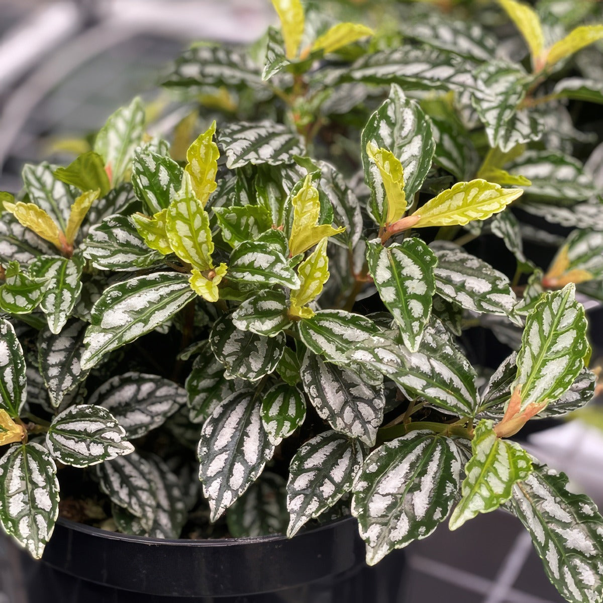 Pilea Aluminium Plant 2021 Pplpilap - Garden Express Australia