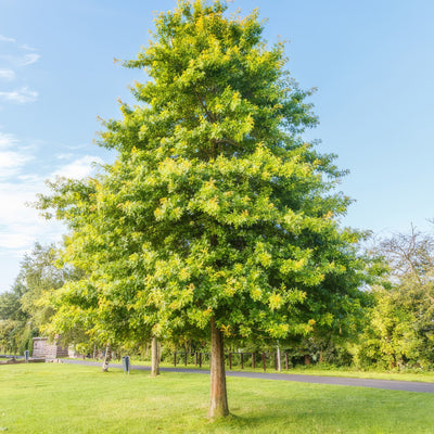 Pin Oak 25 Tsepinoak - Garden Express Australia