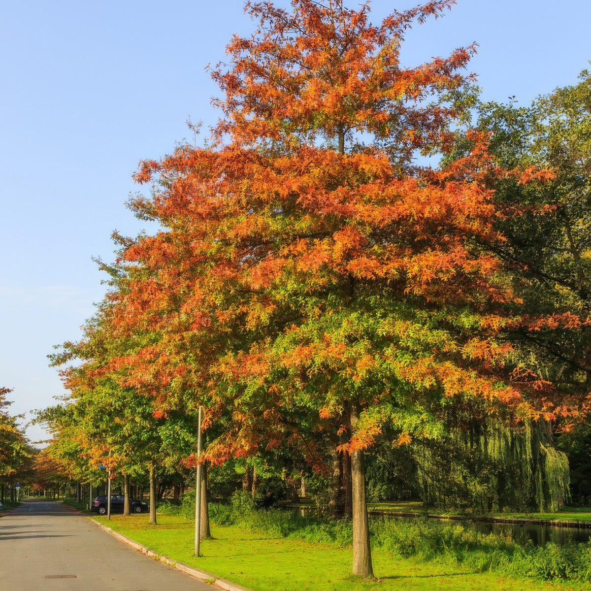 Pinoak Autumn - Garden Express Australia