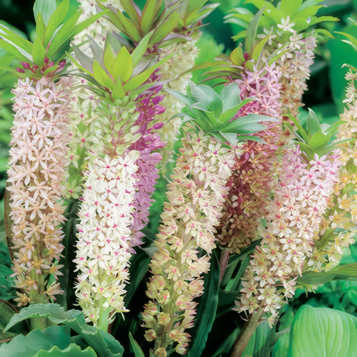 Pineapple Lily Mixed 14 - Garden Express Australia