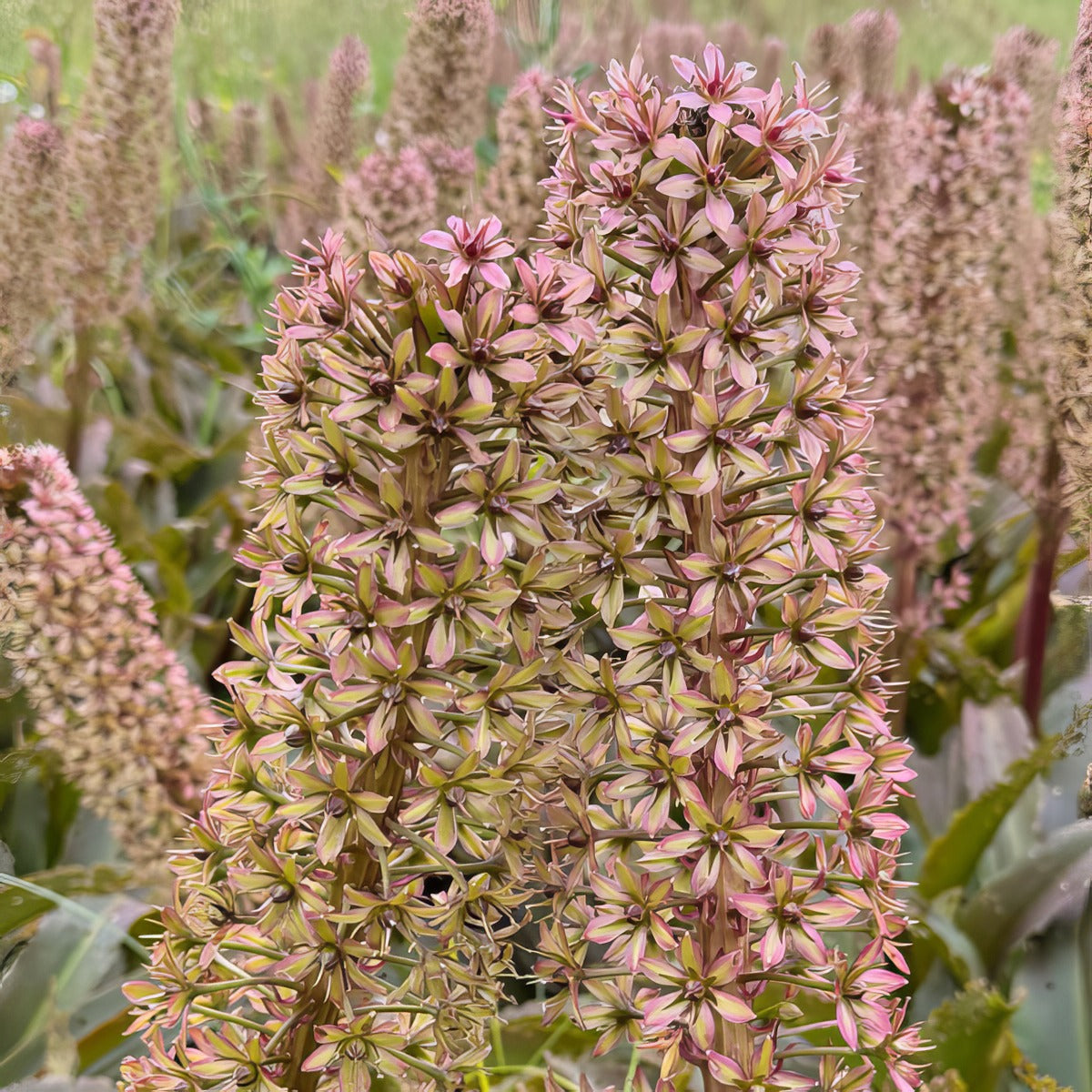 Pineapple Lily Red Dutch Hybrid 1 - Garden Express Australia