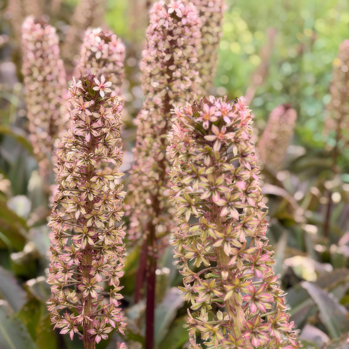 Pineapple Lily Red Dutch Hybrid 2 - Garden Express Australia