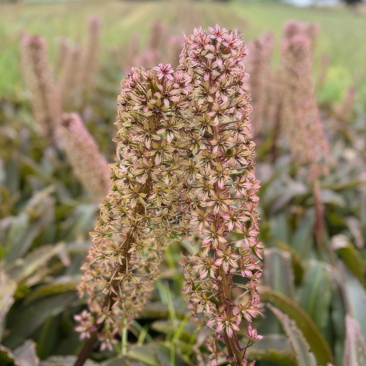 Pineapple Lily Red Dutch Hybrid - Garden Express Australia