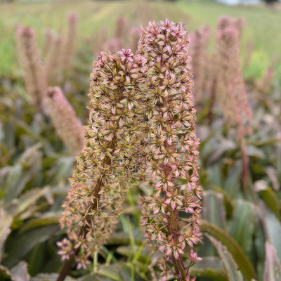 Pineapple Lily Red Dutch Hybrid - Garden Express Australia
