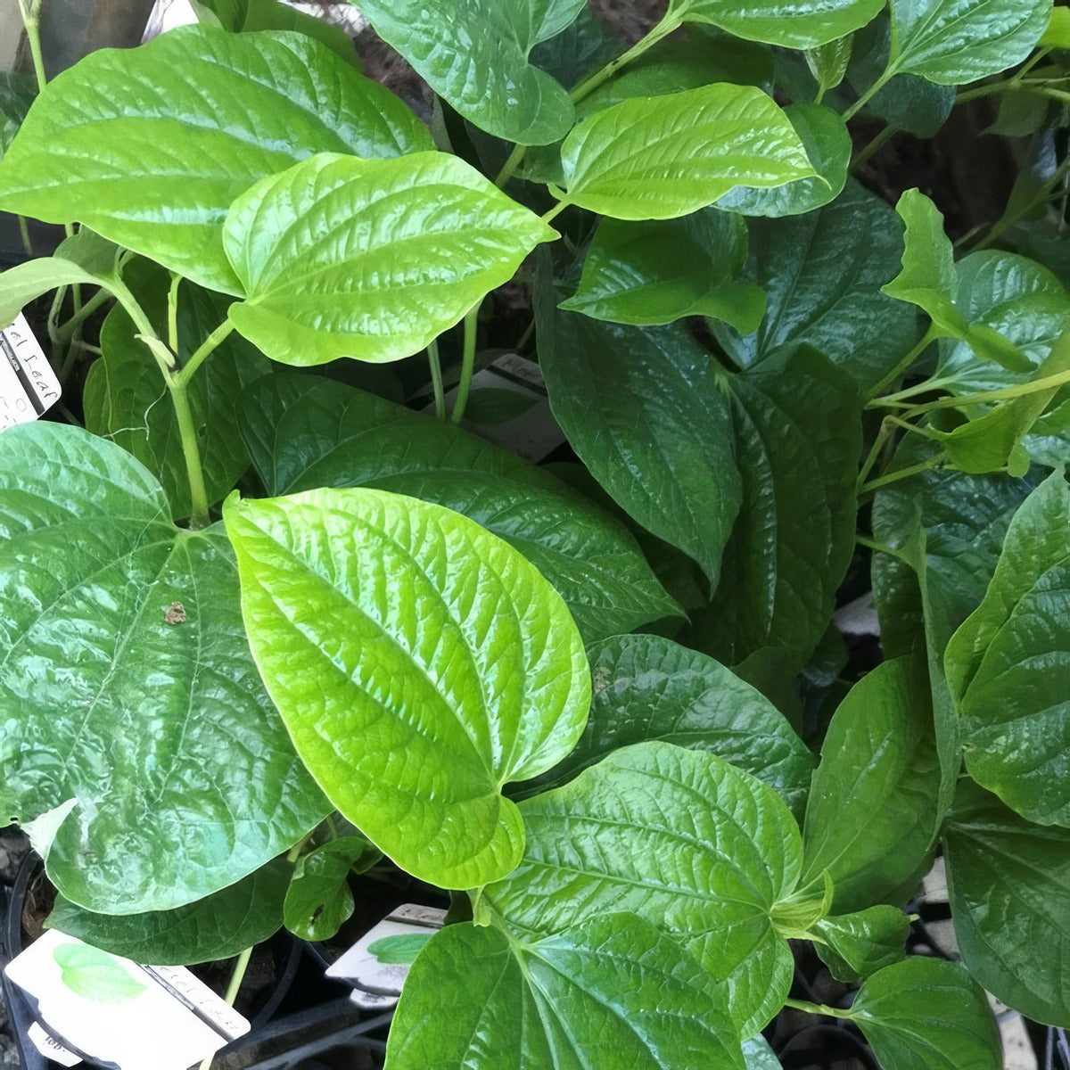 Piper Betel Vegetable Pepper Leaf Plant P13pipbet - Garden Express Australia