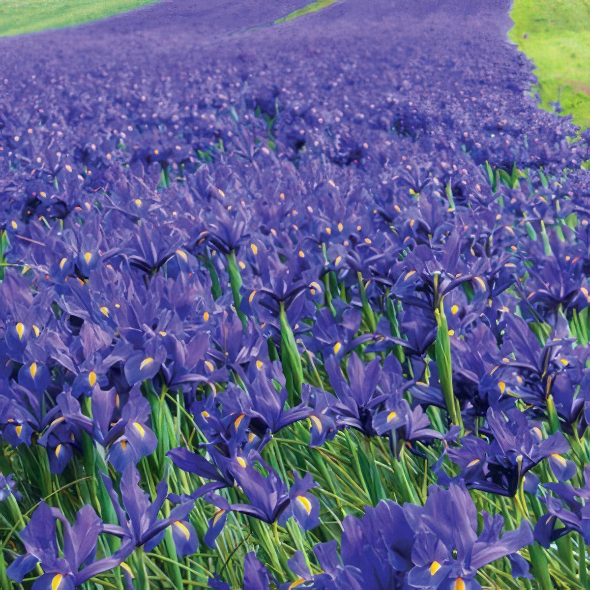 Crazy Dutch Iris Dark Blue Pkdircdbl - Garden Express Australia