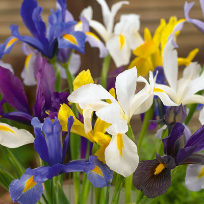 Dutch Iris Mixed Pkdirmxd - Garden Express Australia