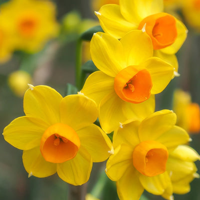 Jonquil Soleil Dor Pkjonsdo 2019 - Garden Express Australia