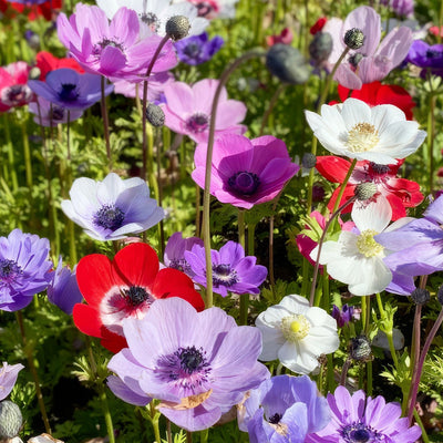 Anemone Poppy Mixed Stock Pkpstamx 2026 - Garden Express Australia