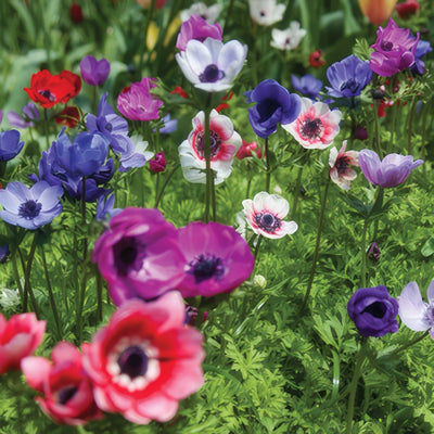 Anemone Poppy Mixed Pkanepmx 2019 - Garden Express Australia