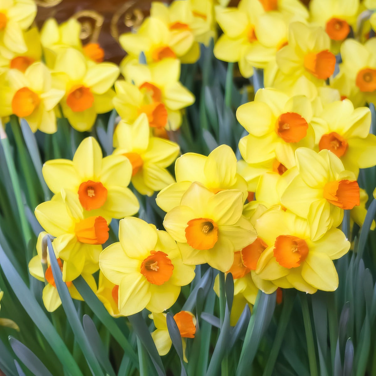 Daffodil Red Cup Stock Pkpstdrc 2026 - Garden Express Australia