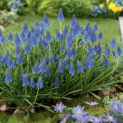 Muscari Blue Pkghyblu 2018 - Garden Express Australia