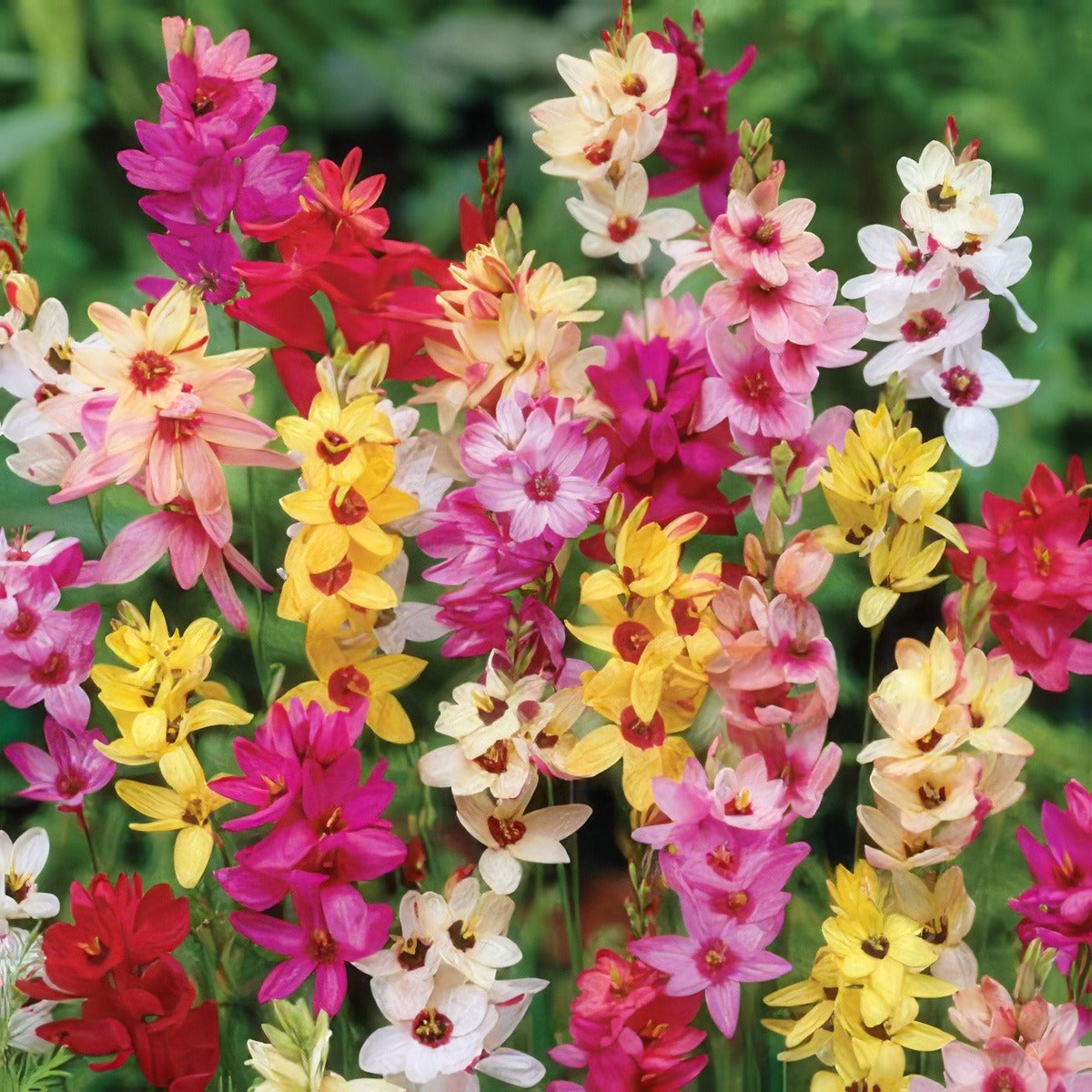 Ixia Mixed Pkiximxd 2017 - Garden Express Australia