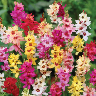 Ixia Mixed Pkiximxd 2017 - Garden Express Australia