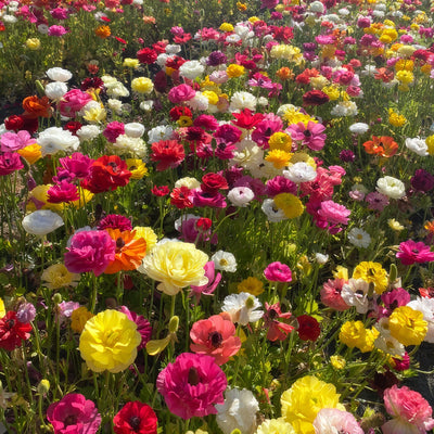 Ranunculi Mixed Stock Pkpstrmx 2026 - Garden Express Australia