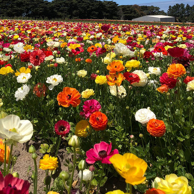 Ranunculi Mixed Pkranmxd - Garden Express Australia