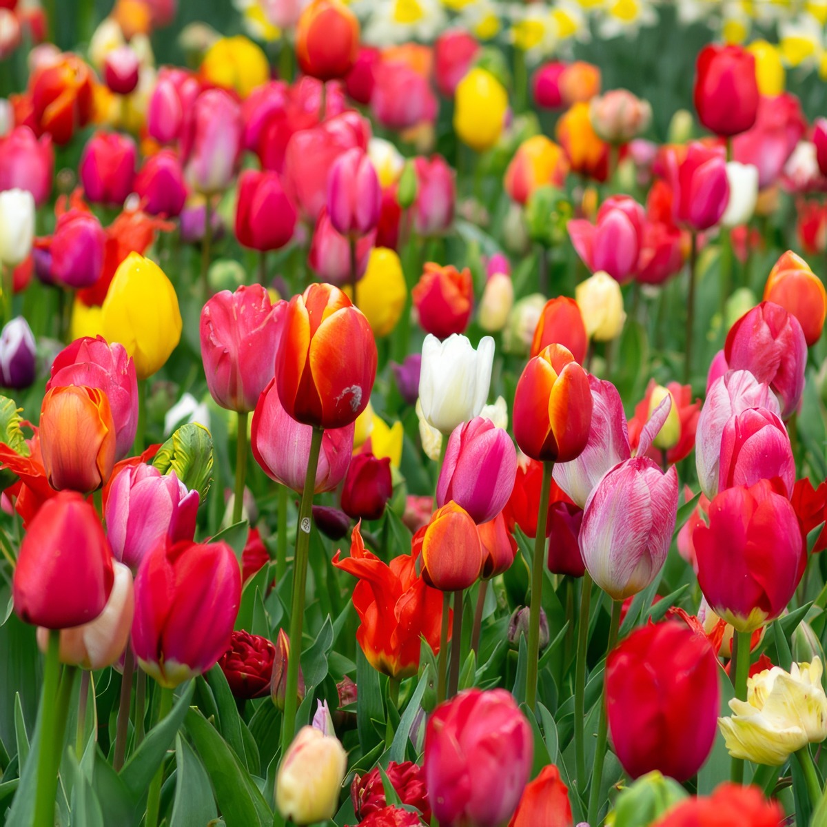 Tulip Mixed Stock 2 Pkpsttmx 2026 - Garden Express Australia
