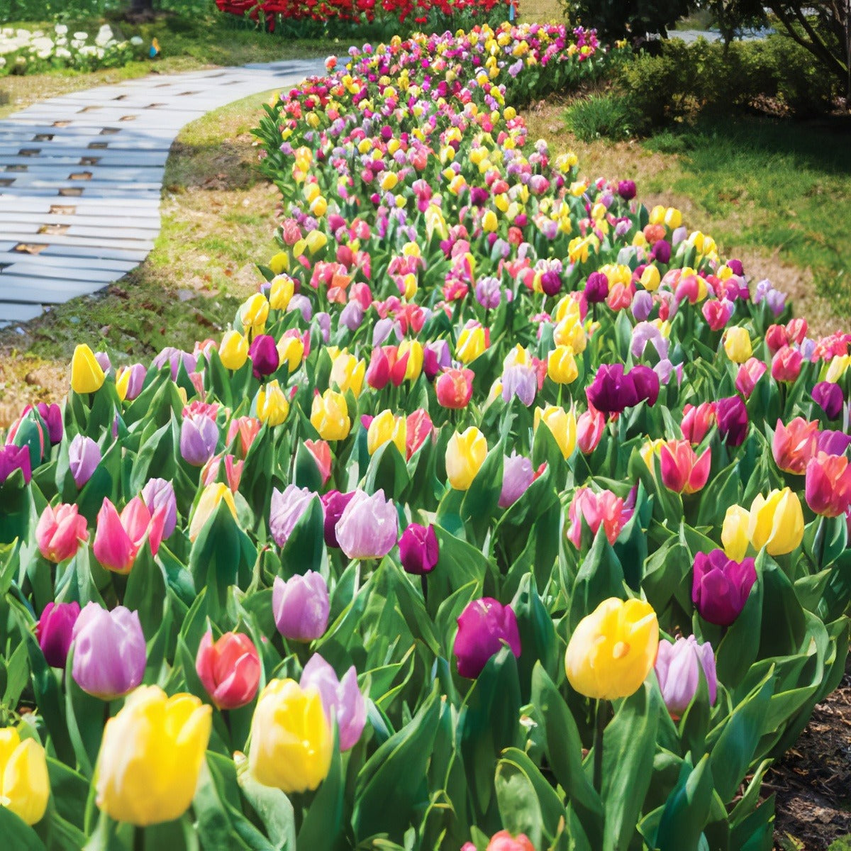 Tulip Triumph Mixed Pktultmx 2019 - Garden Express Australia
