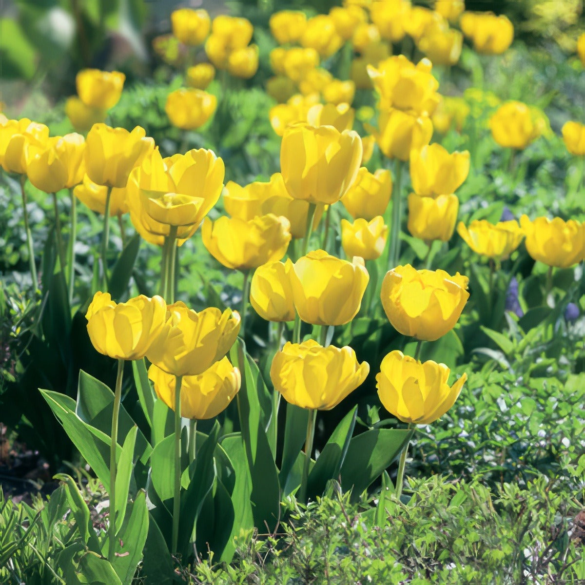 Tulip Strong Gold Pktulsgo 2019 - Garden Express Australia