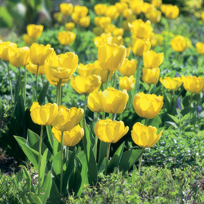 Tulip Strong Gold Pktulsgo 2019 - Garden Express Australia