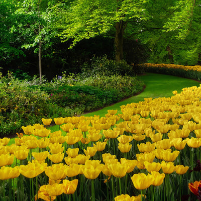 Tulip Yellow Stock Pkpsttye 2026 - Garden Express Australia