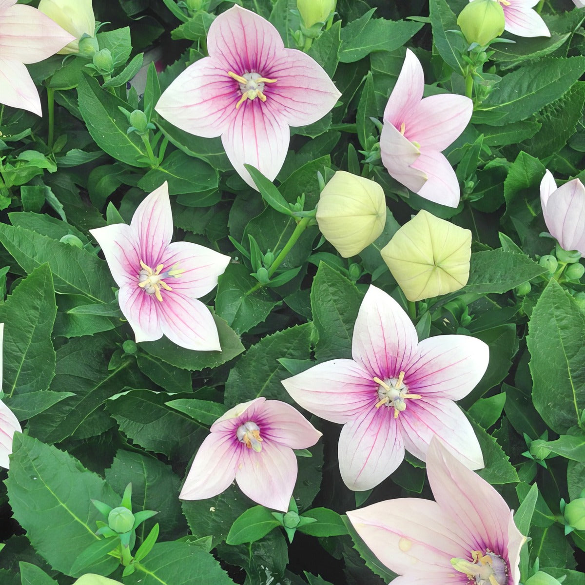 Platycodon Balloon Flower Pink P68pbflpn - Garden Express Australia
