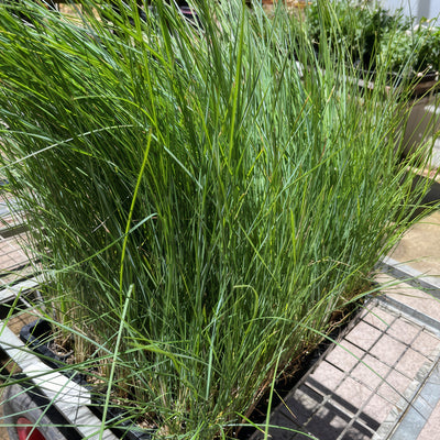 Poa Coastal Tussock Grass - Garden Express Australia