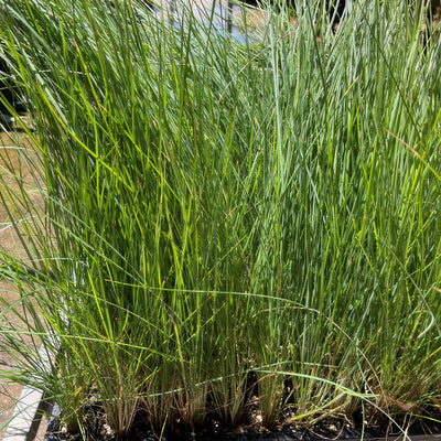 Poa Coastal Tussock Grass Lpopoactg - Garden Express Australia