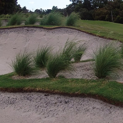 Poa Kingsdale 1 - Garden Express Australia