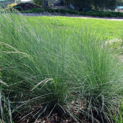 Poa Kingsdale 2 - Garden Express Australia