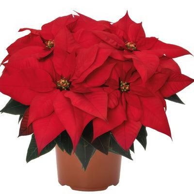 Poinsettia Ferrara G1 - Garden Express Australia