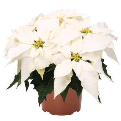 Poinsettia Frozen G1 - Garden Express Australia