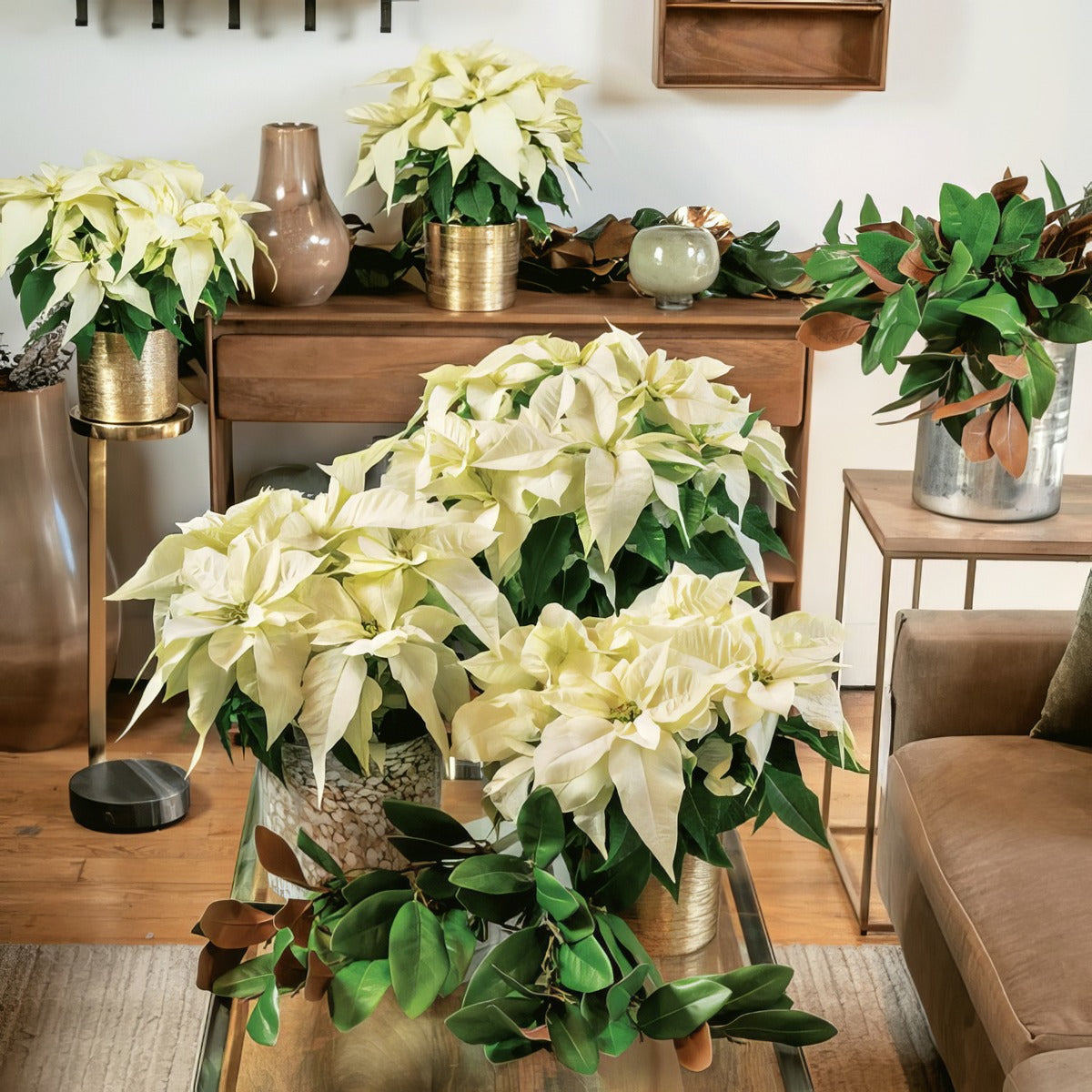 Poinsettia Frozen P68poifrz - Garden Express Australia
