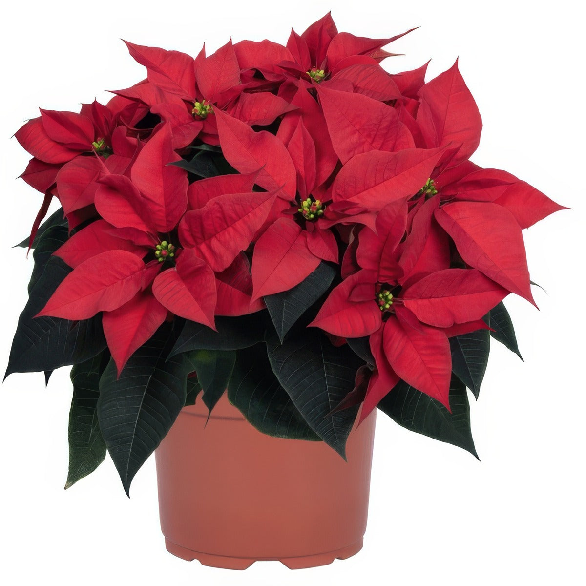Poinsettia Nordic Star G1 - Garden Express Australia