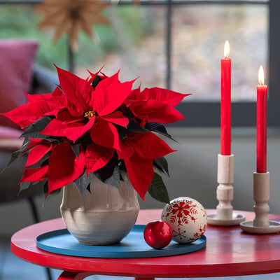 Poinsettia Nordic Star P68poinds - Garden Express Australia