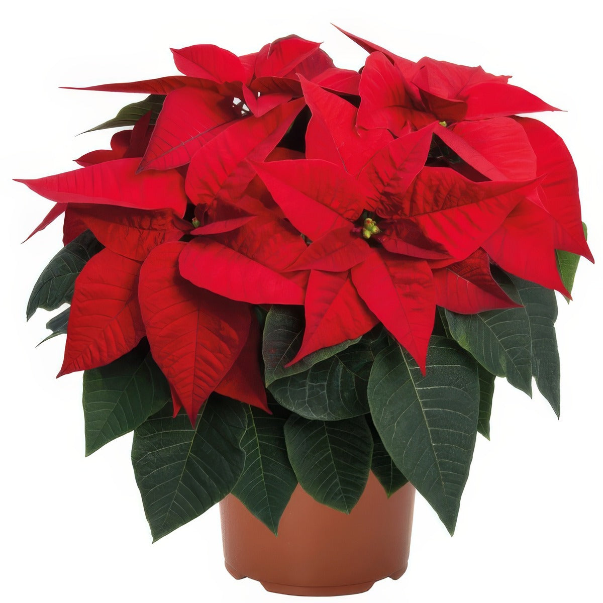 Poinsettia Prima G1 - Garden Express Australia
