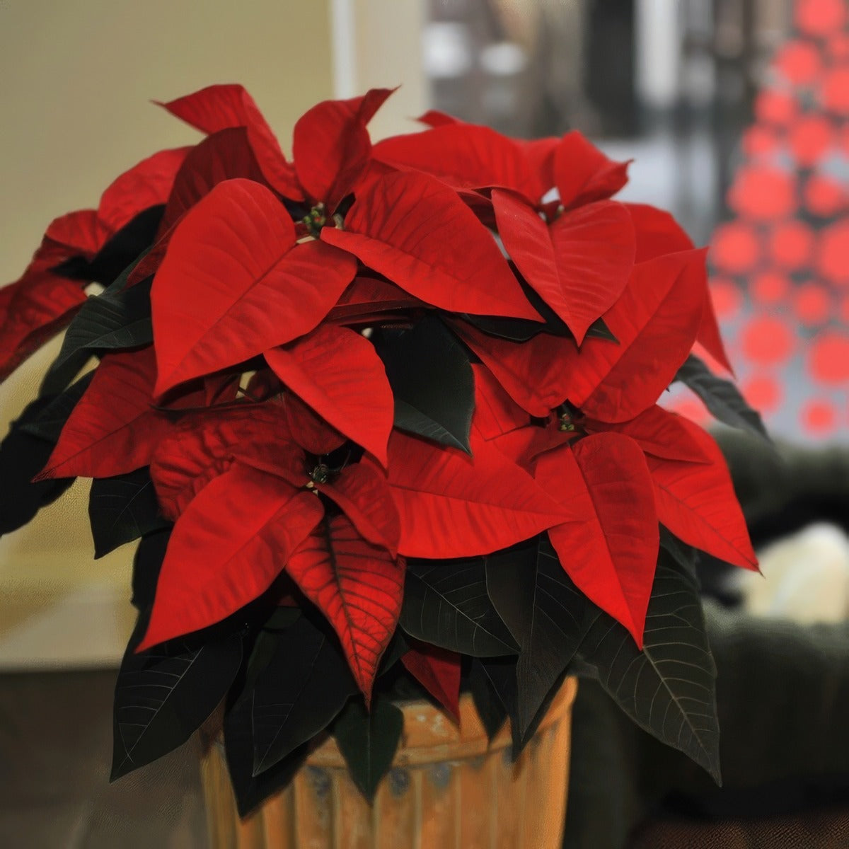 Poinsettia Prima P68poiprd - Garden Express Australia