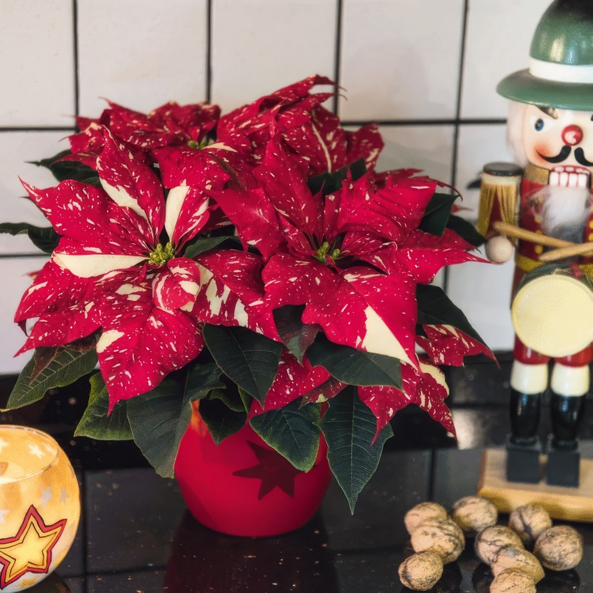 Poinsettia Primero P68poiprg - Garden Express Australia