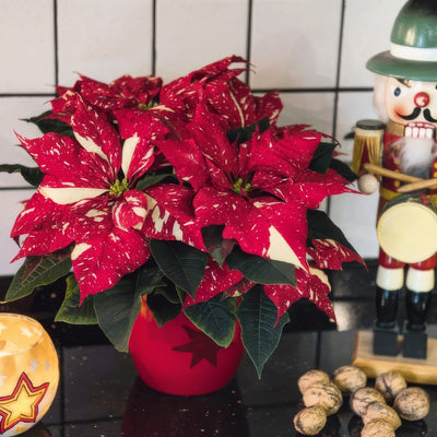 Poinsettia Primero P68poiprg - Garden Express Australia