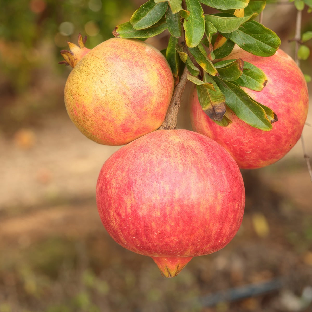 Pomegranate Elche Trepomelc - Garden Express Australia