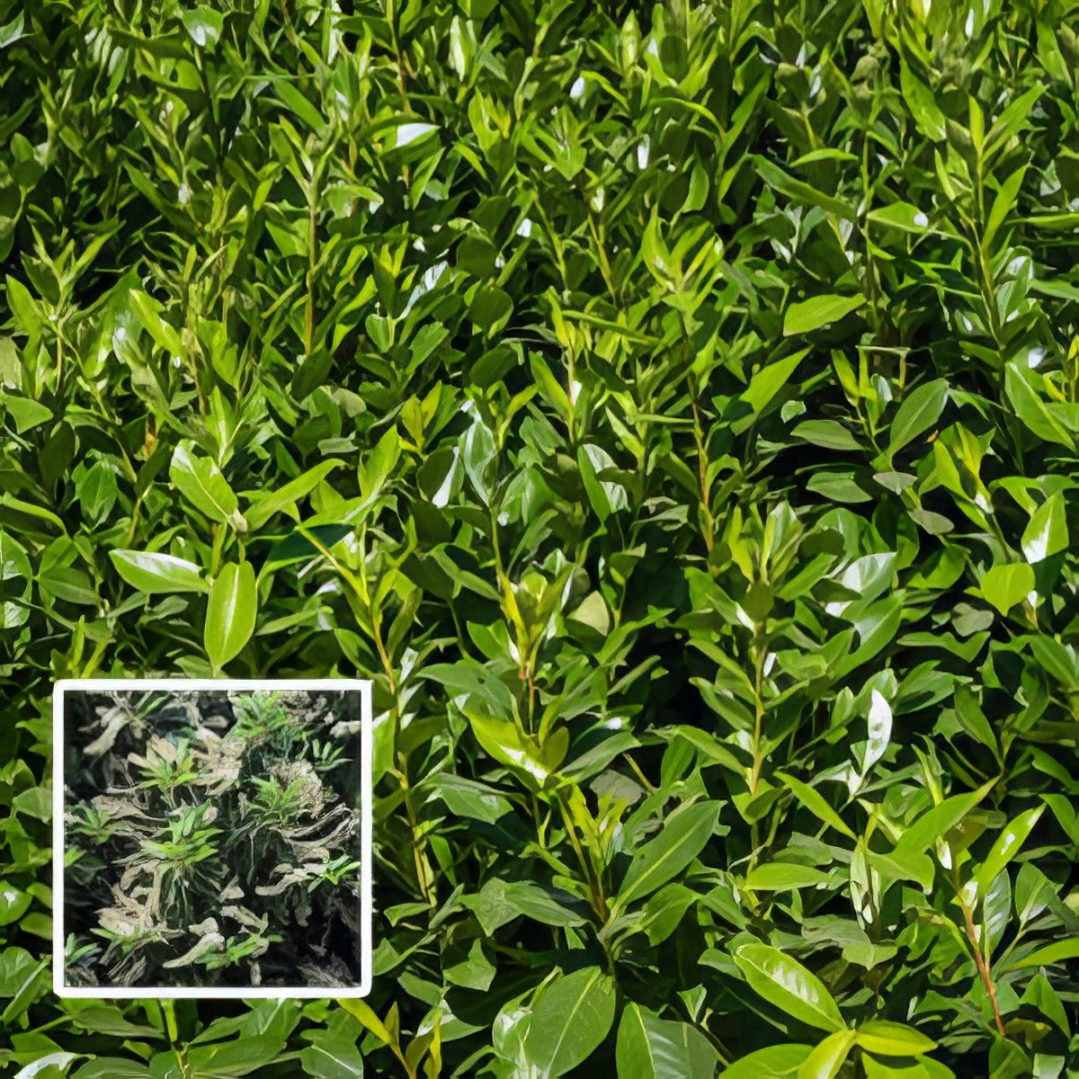 Portuguese Laurel Pplporlau - Garden Express Australia