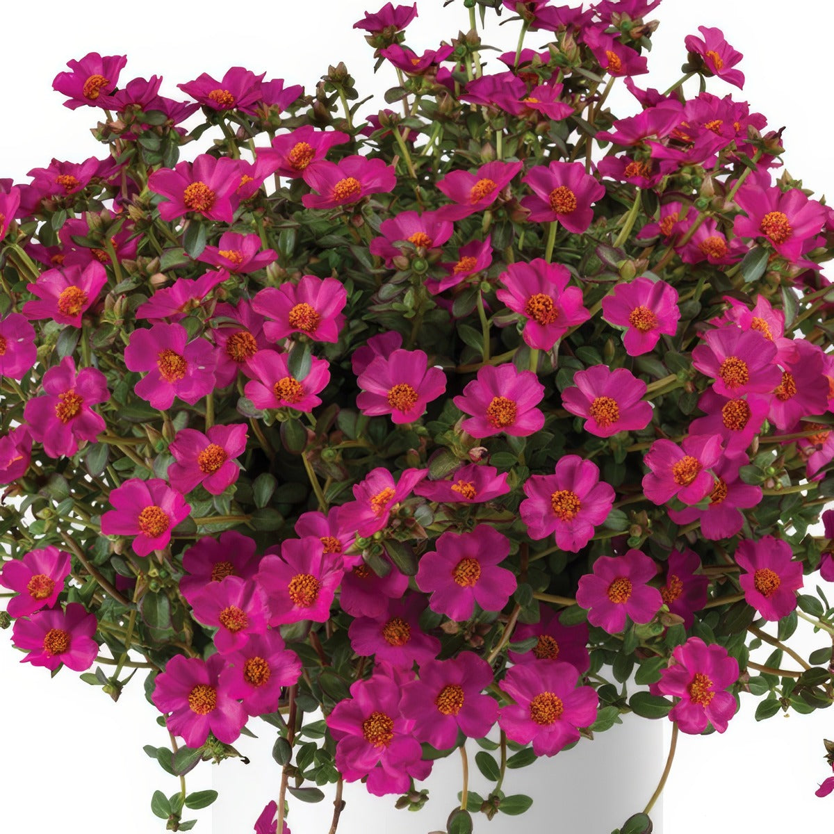 Portulaca Mega Pazzaz Purple - Garden Express Australia