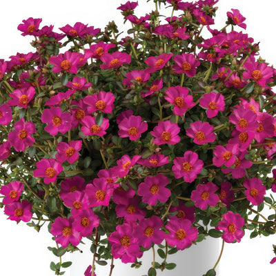 Portulaca Mega Pazzaz Purple - Garden Express Australia
