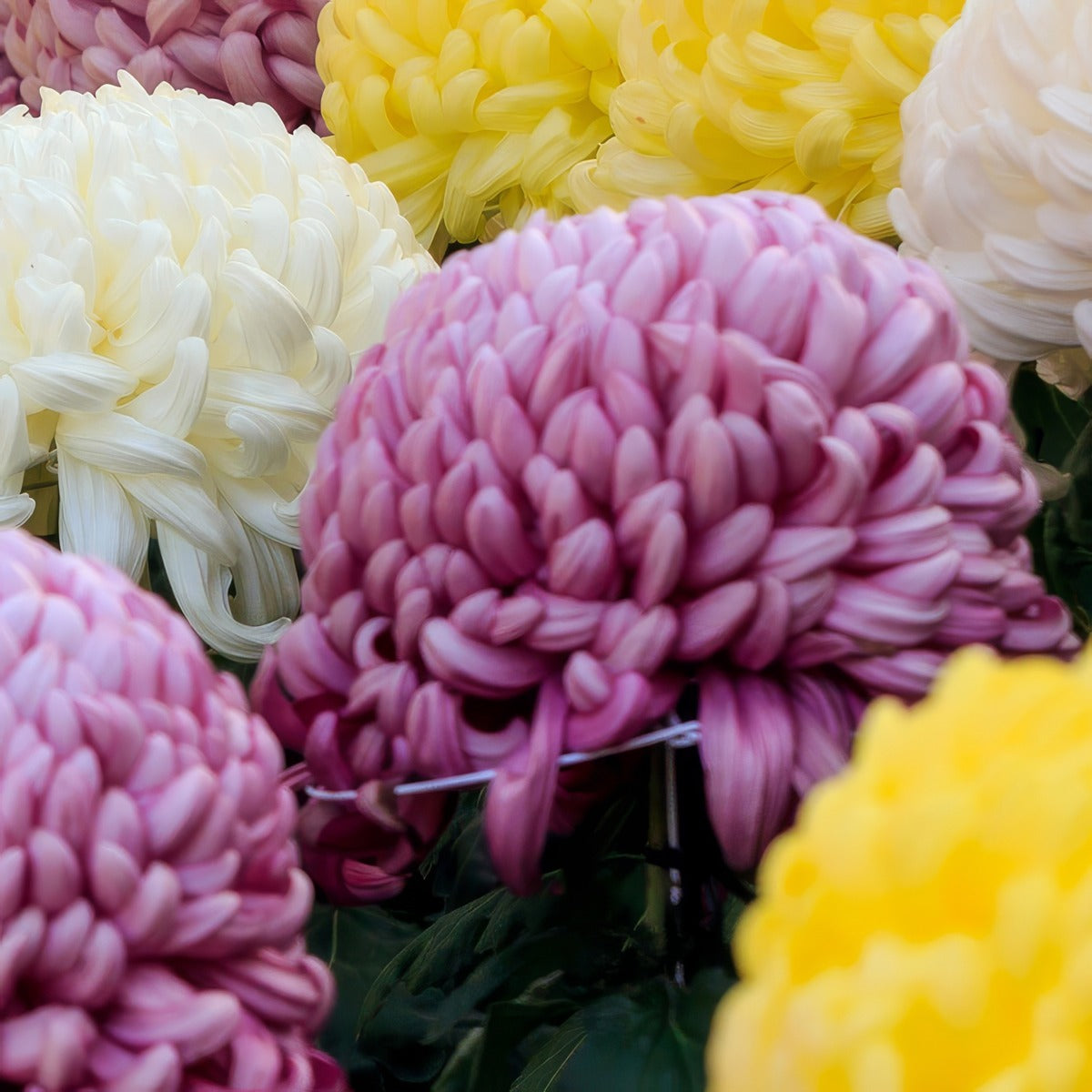 Pot Chrysanthemum Cosmo Purple P10pchcpu - Garden Express Australia