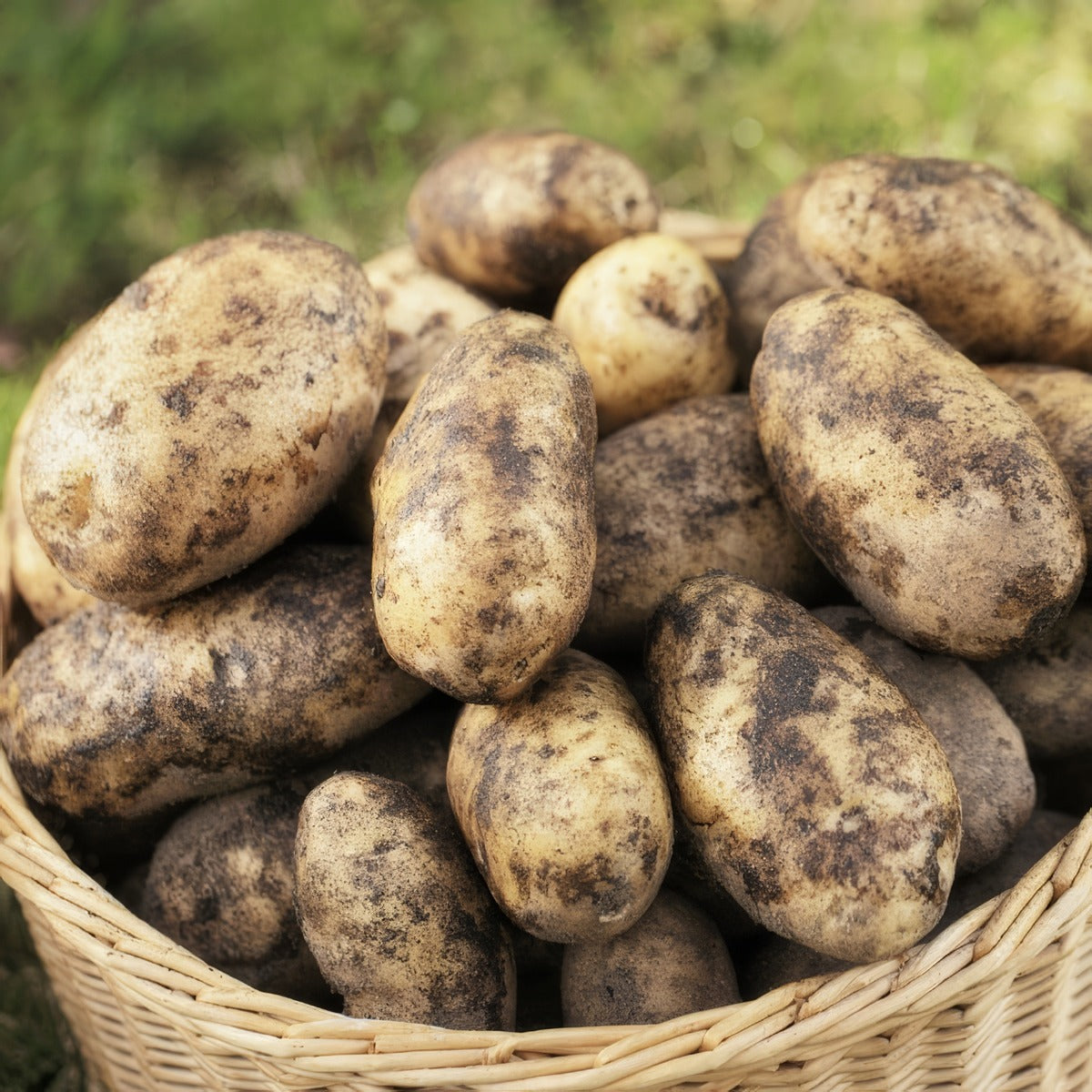 Potato Delaware Pkcspdel - Garden Express Australia