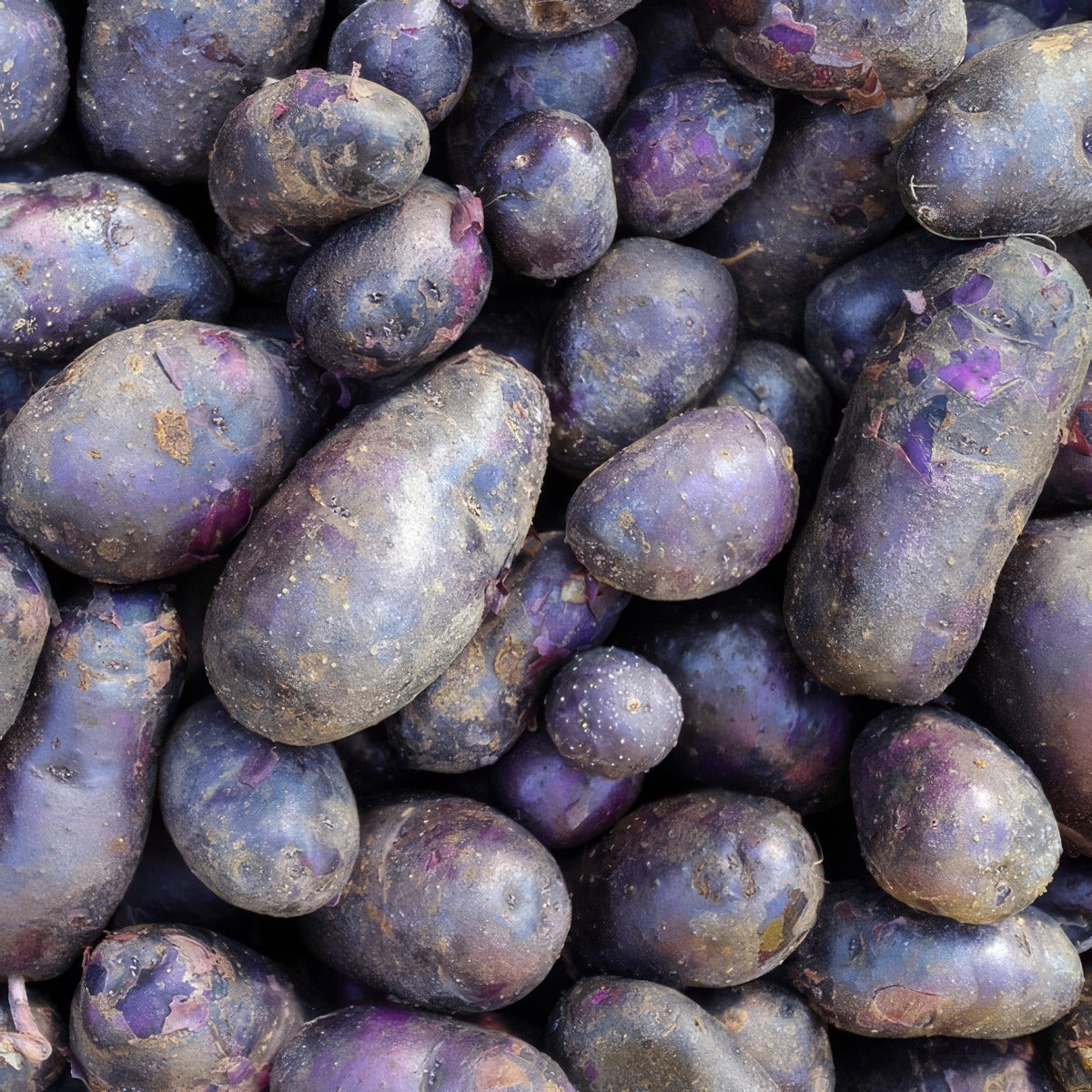 Potato Imperial Blue Pkcspibl - Garden Express Australia