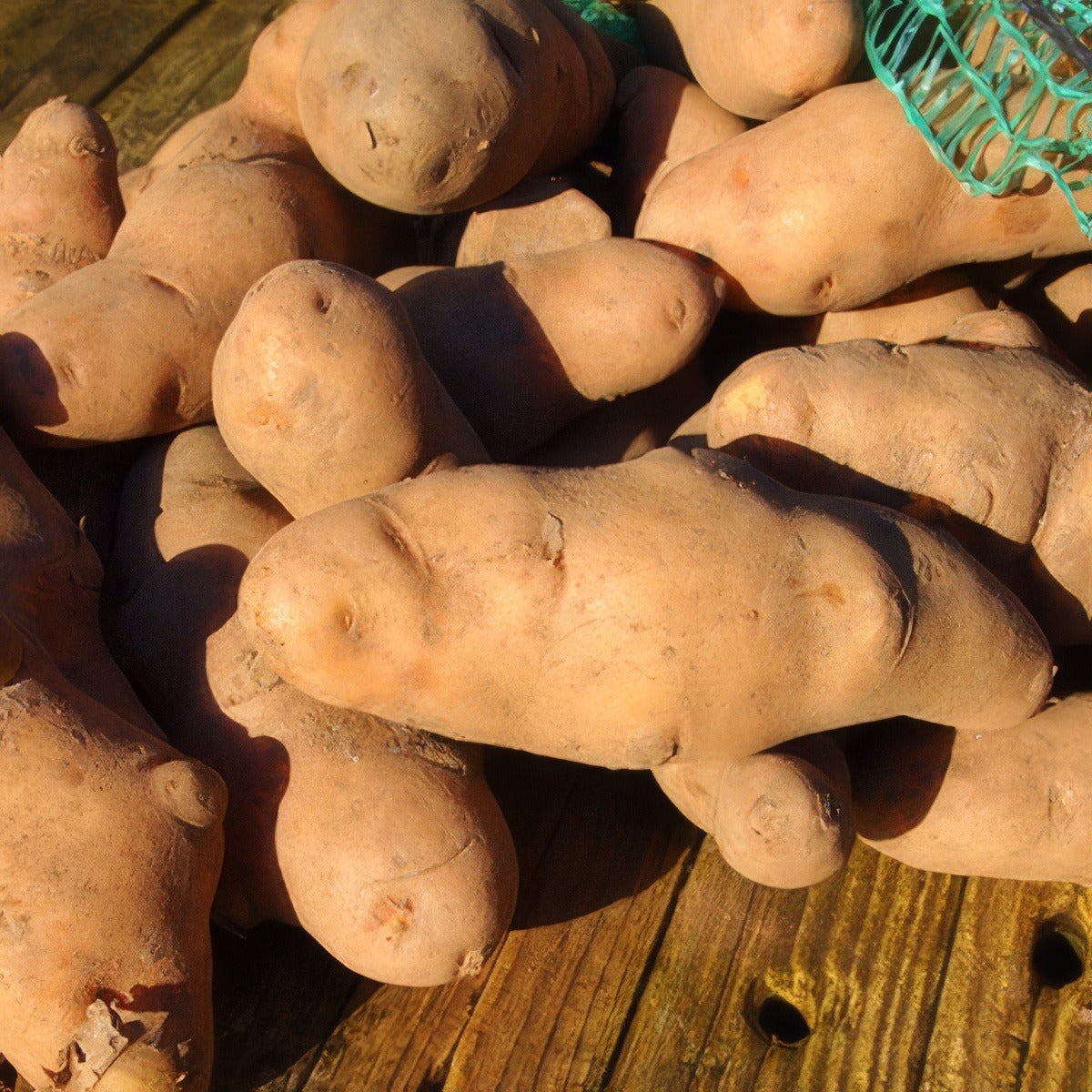 Pink Fir Apple Potato By Theroadislong Via Wikimedia Commons Pkcsppfa - Garden Express Australia