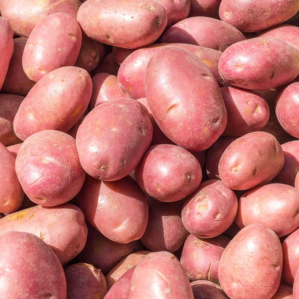 Potato Red Lady Pkcsprla - Garden Express Australia