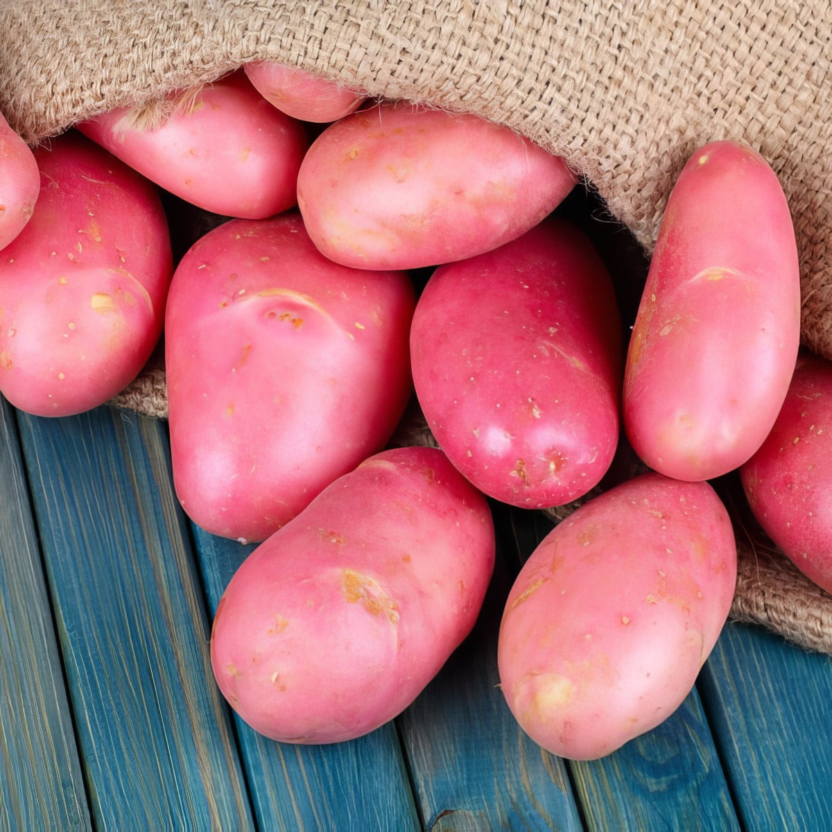 Potato Rodeo Pkcsprod - Garden Express Australia
