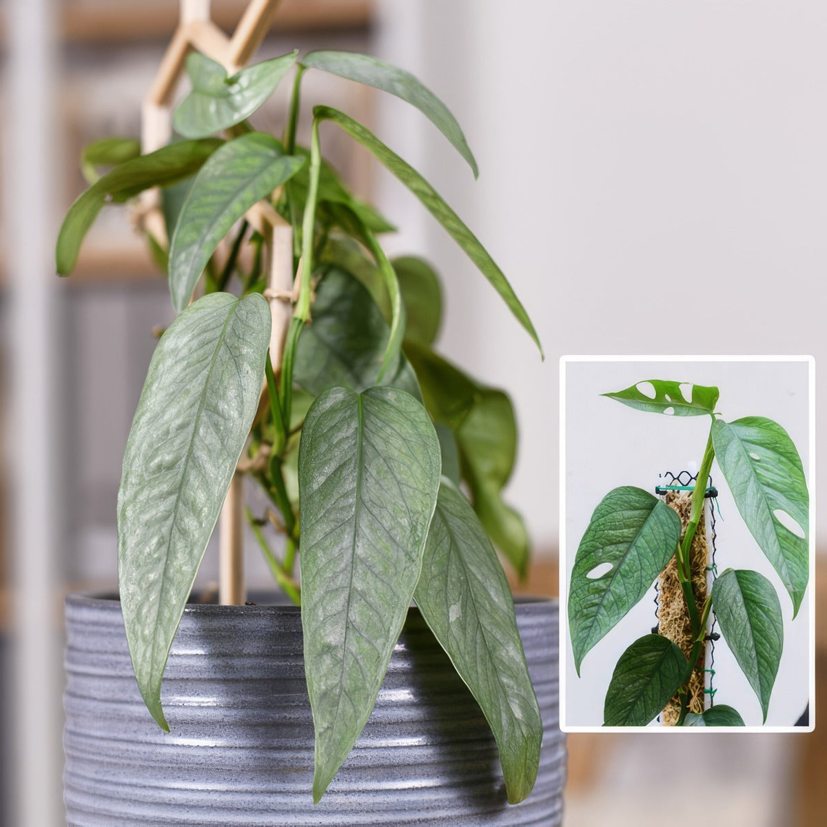 Pothos Cebu Blue P10potcbl - Garden Express Australia